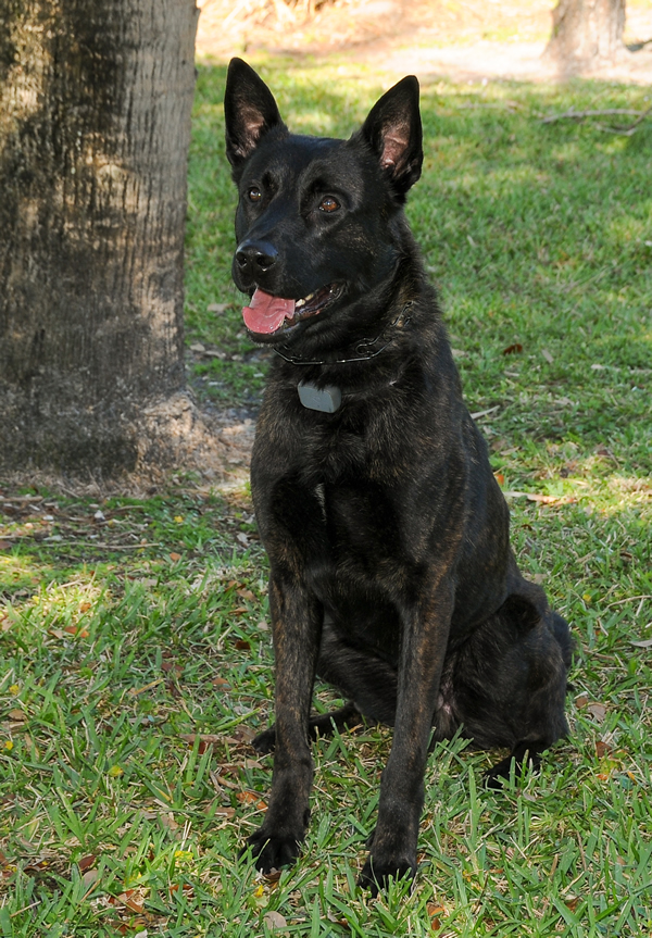 Dual-purpose K-9 Acquired for PBSO