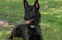 Dual-purpose K-9 Acquired for PBSO