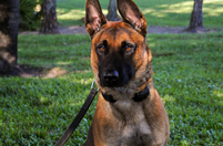 K9 Acquired for PBSO
