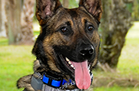 Dual-purpose K-9 Acquired for PBSO