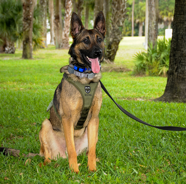 Dual-purpose K-9 Acquired for PBSO