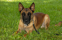 Dual–purpose K-9 Acquired for PBSO