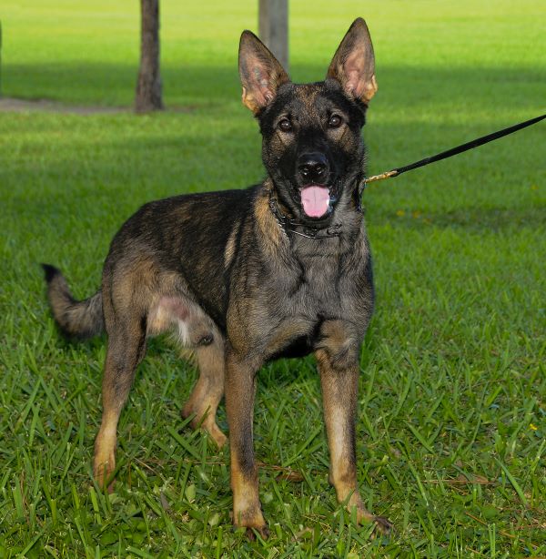 Dual-purpose-K-9-Acquired-for-PBSO-Keni