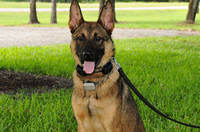 Dual–purpose K-9 Acquired for PBSO