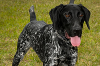 K-9 Acquired for PBSO