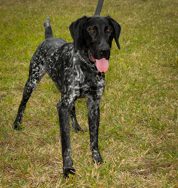 K-9 Acquired for PBSO