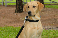 Dual–purpose K-9 Acquired for PBSO