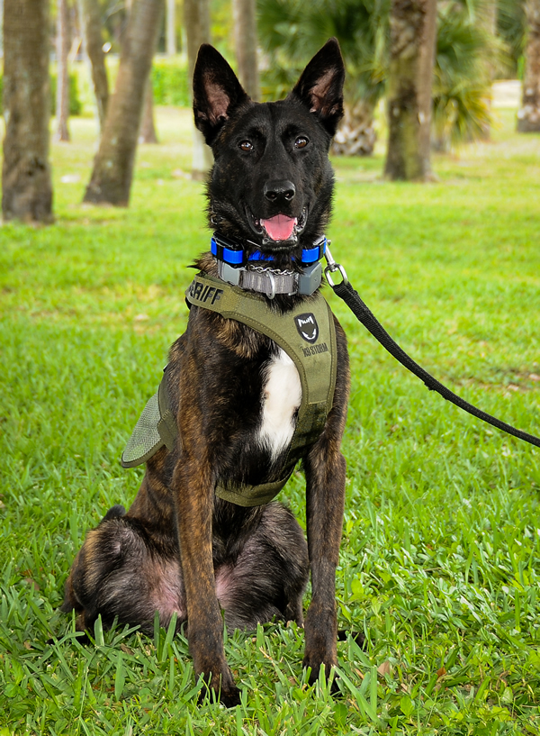 K-9 Acquired for PBSO