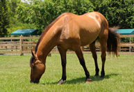 Horse Acquired for PBSO