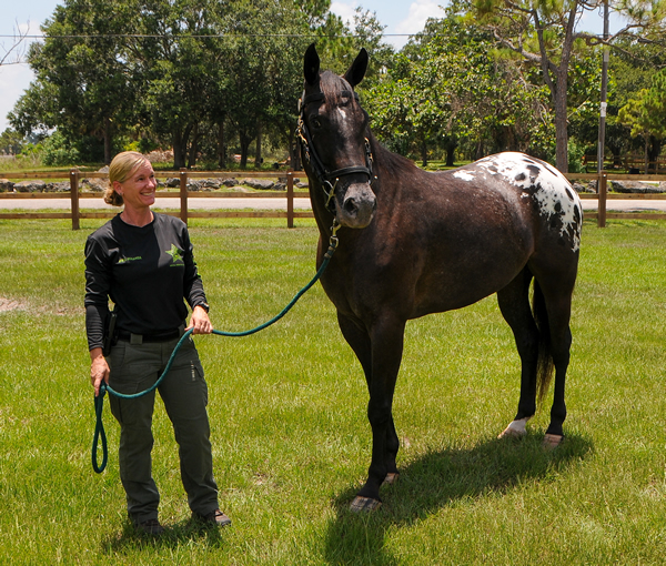 Horse Acquired for PBSO